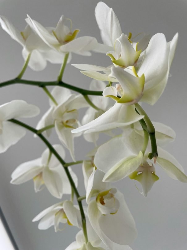 White Jasmine Eau de Toilette